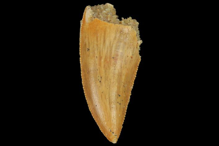 Serrated, Raptor Tooth - Real Dinosaur Tooth #134532